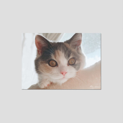 くじら座のみら / Miraアートプリント 猫写真 2Lサイズ/ インテリア フォト・ 猫グッズ・猫雑貨 2枚目の画像