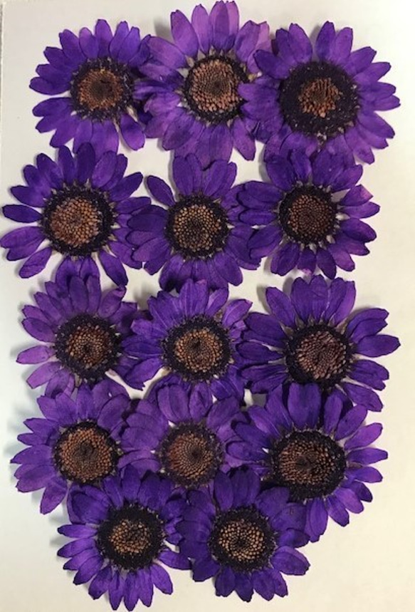 押し花素材パック　ノースポール（濃紫）14個入りNo1058 1枚目の画像