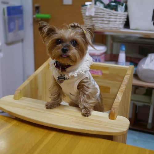 dog chair(犬専用ダイニングチェア) テーブル付ワンちゃん専用椅子 DogChair【ナチュラル