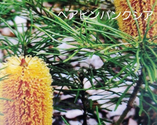 バンクシアスピヌロサ (ヘアピンバンクシア) 苗木 ネイティブ バンクシアスピヌロサ (ヘアピンバンクシア) 苗木 ネイティブ