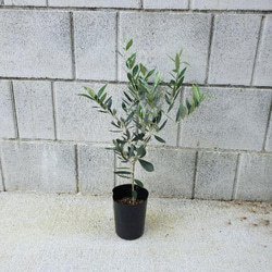 オリーブ　ピクアル　観葉植物　苗木 3枚目の画像