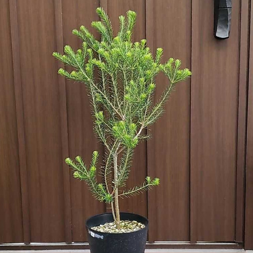 ヒースバンクシア 観葉植物 ネイティブフラワー ワイルド