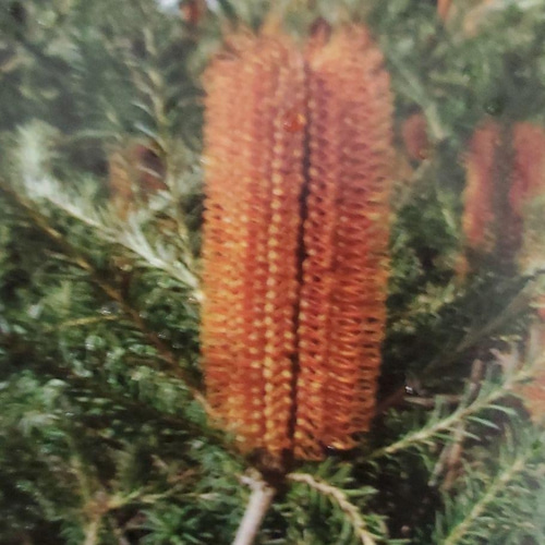 ヒースバンクシア 観葉植物 ネイティブフラワー ワイルド