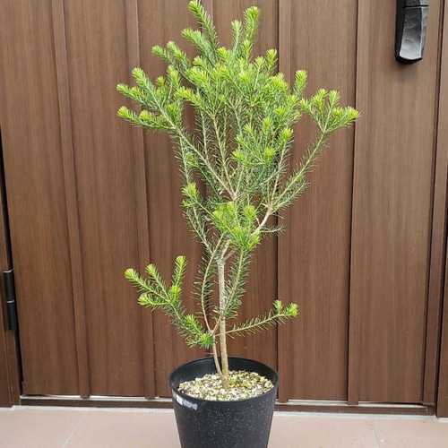 ヒースバンクシア 観葉植物 ネイティブフラワー ワイルド