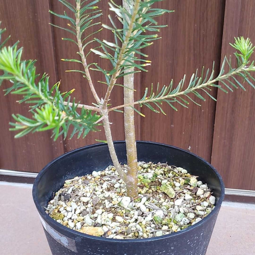 ヒースバンクシア 観葉植物 ネイティブフラワー ワイルド