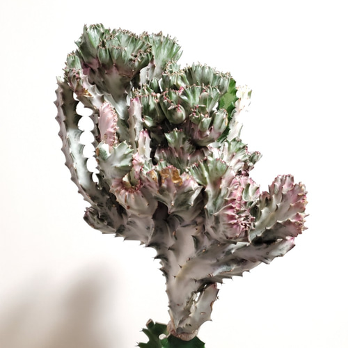 ユーフォルビア 大明神 個性的観葉植物 サボテン 多肉植物