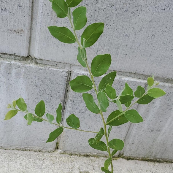 パールアカシア　ポット苗　観葉植物　 2枚目の画像