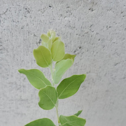 パールアカシア　ポット苗　観葉植物　 3枚目の画像