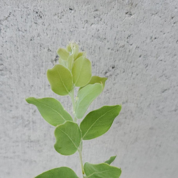 パールアカシア　ポット苗　観葉植物　 3枚目の画像