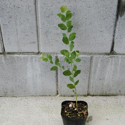 パールアカシア　ポット苗　観葉植物　 4枚目の画像