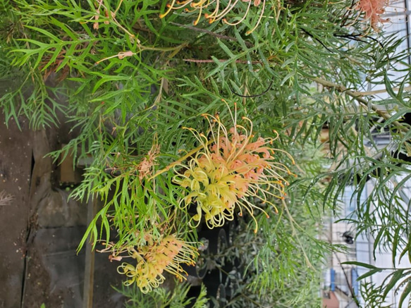 耐寒強 グレビレア シルビア オージープランツ 観葉植物 calm cafe