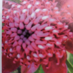テロペアスペシオシッシマ 観葉植物 ネイティブフラワー ワイルド 