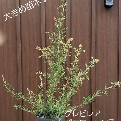 大きめ苗木♪ グレビレア センパフローレンス オジープランツ鉢植え