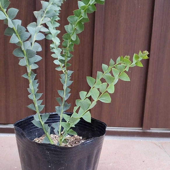 三角の葉が可愛い♪ サンカクバアカシア   観葉植物　ポット苗 2枚目の画像