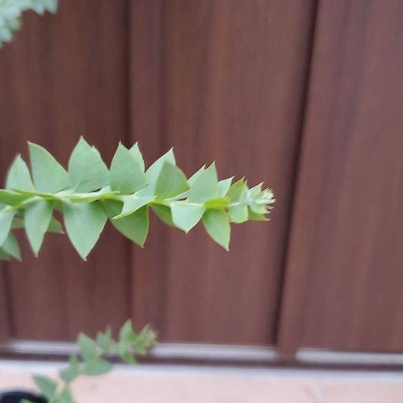 三角の葉が可愛い♪ サンカクバアカシア   観葉植物　ポット苗 3枚目の画像