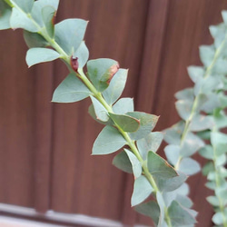 三角の葉が可愛い♪ サンカクバアカシア   観葉植物　ポット苗 4枚目の画像