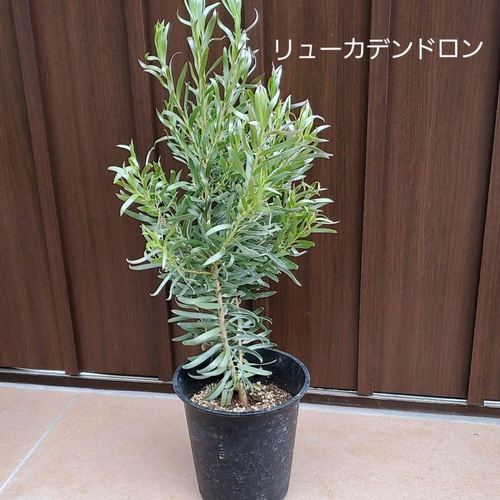 リューカデンドロン：ジプシーシルバー 7号鉢植え の通販 | 園芸