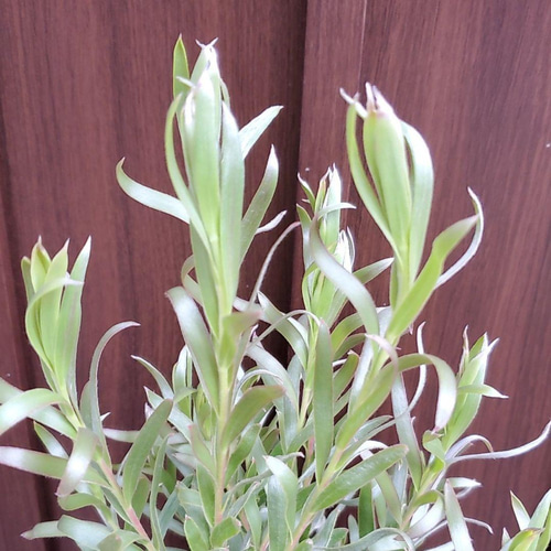 リューカデンドロン：ジプシーシルバー 7号鉢植え の通販 | 園芸