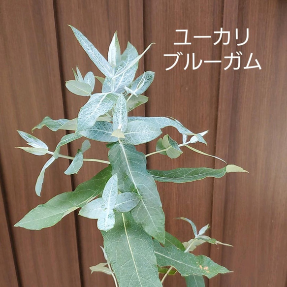 ユーカリ出品 大きめ苗♪ ユーカリ ブルーガム 4号鉢植え シンボルツリー
