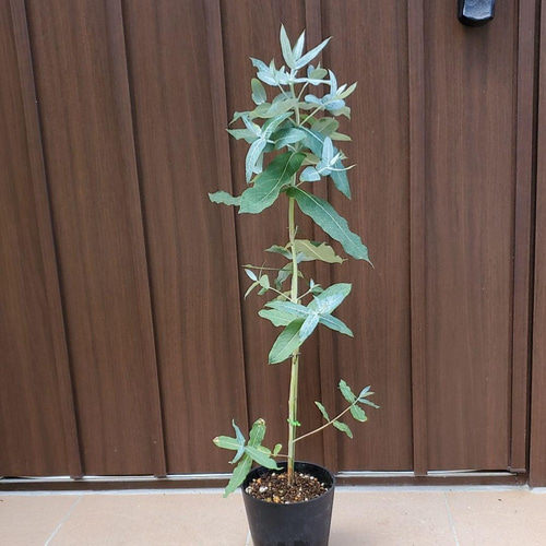 ⭐️ユーカリ 35cmくらい×15本⭐️ 大きめ苗♪ ユーカリ ブルーガム 4号鉢植え シンボルツリー♪ 多肉植物