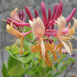 甘い香りのお花が咲きます♡ハニーサックル（スイカズラ）ポット苗