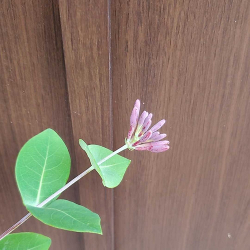 甘い香りのお花が咲きます♡ハニーサックル（スイカズラ）ポット