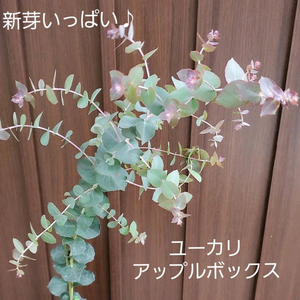 大きめ苗♪ ユーカリ アップルボックス 4号鉢植え シンボル