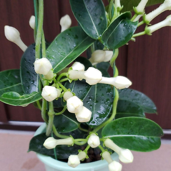 可憐な白い花♡マダガスカルジャスミン　観葉植物鉢植え　ツル性 2枚目の画像