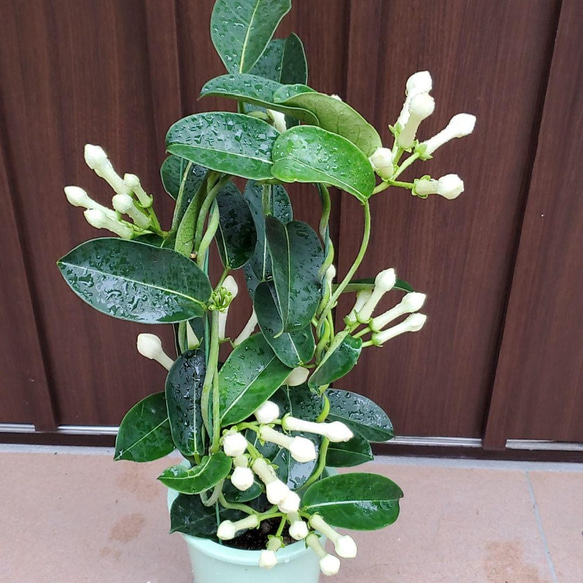 可憐な白い花♡マダガスカルジャスミン　観葉植物鉢植え　ツル性 3枚目の画像