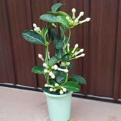 可憐な白い花♡マダガスカルジャスミン　観葉植物鉢植え　ツル性 4枚目の画像