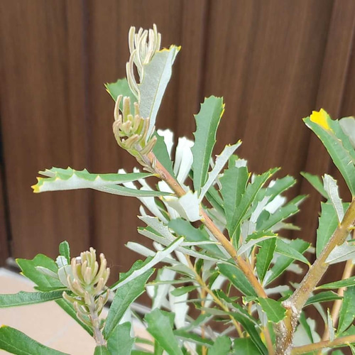 新芽が綺麗♪バンクシア マージナータ 大きめ鉢植え 苗木 希少
