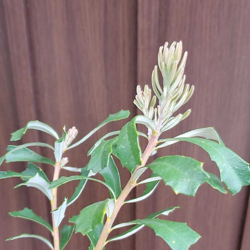 新芽が綺麗♪バンクシア マージナータ 大きめ鉢植え 苗木 希少