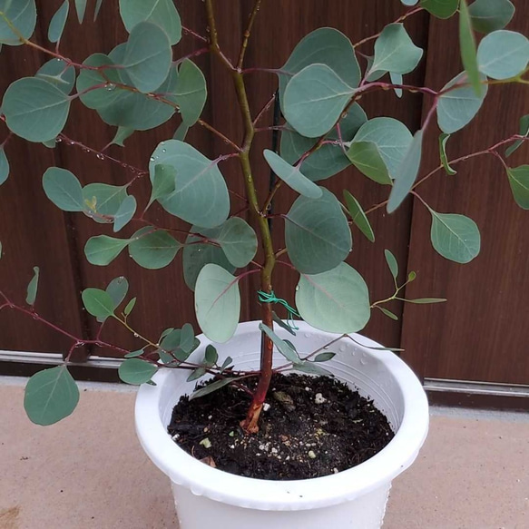 丸い葉が可愛い♪ユーカリポポラス　鉢植え 4枚目の画像