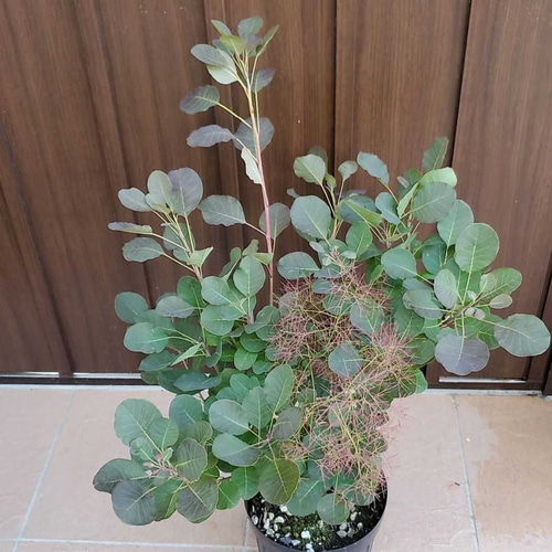 スモークツリー リトルルビー 7号鉢 シンボルツリー ドライフラワー