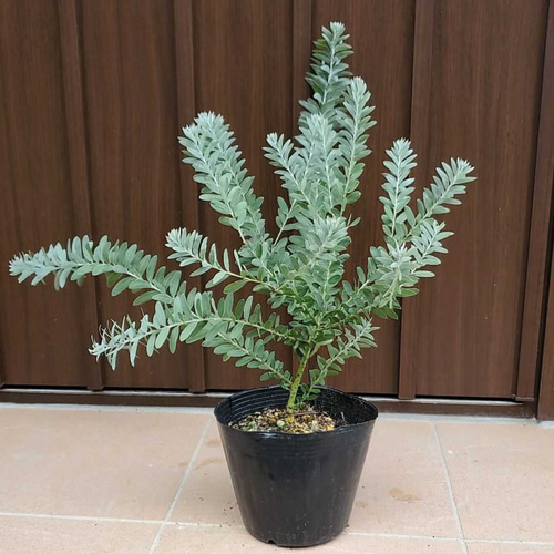 可愛い♪ アカシアブルーブッシュ 観葉植物 ポット苗 多肉植物 fleurir