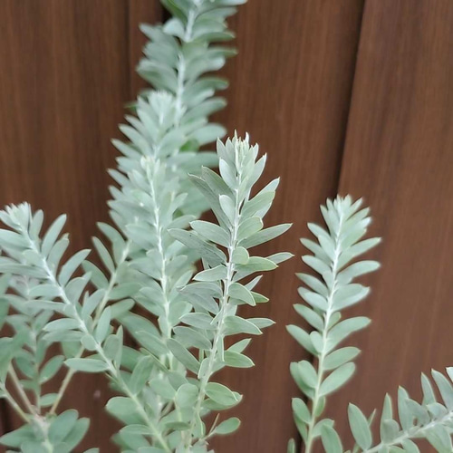 可愛い♪ アカシアブルーブッシュ 観葉植物 ポット苗 多肉植物 fleurir