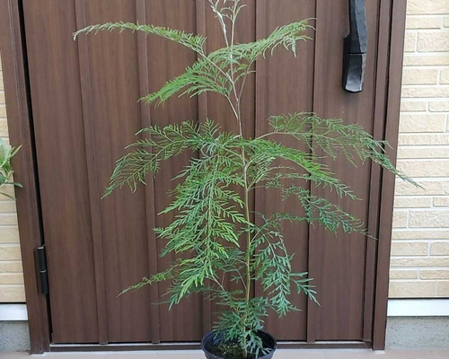 大きく成長 グレビレアロブスタ ワイルドフラワー 鉢植え オージー