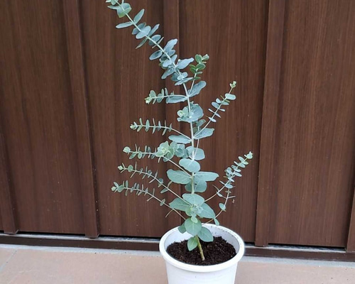 ユーカリクルセアナ 鉢植え 観葉植物 シンボルツリー♪ 苗木 希少