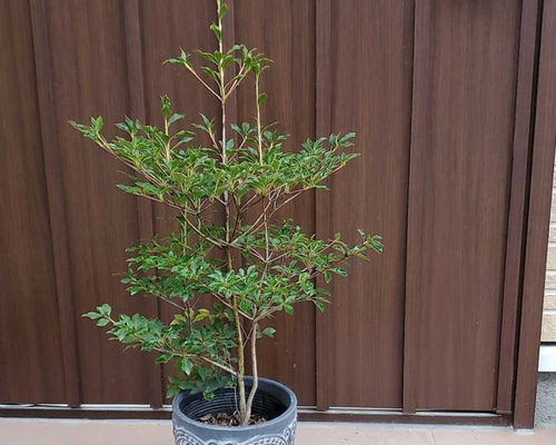 ドウダンツツジ 苗木 3 ドウダンツツジ 苗木 3