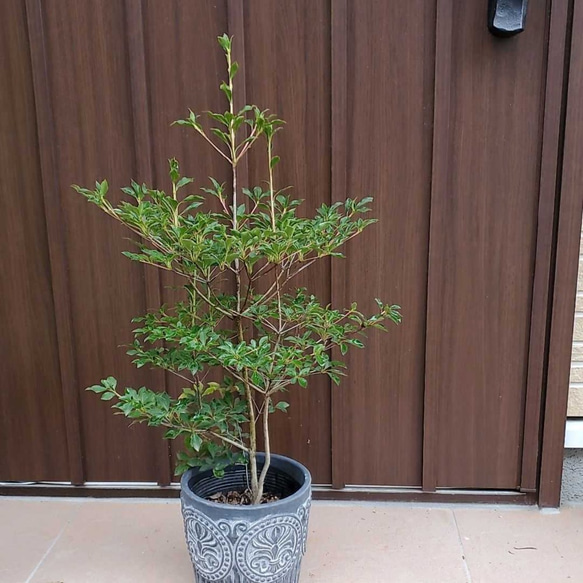 ドウダンツツジ ポット苗 どうだんつつじ 苗木 庭木 アートフラワー