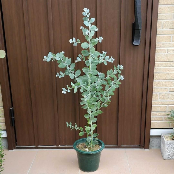 シルバーリーフ可愛い♪パールアカシア 鉢植え 観葉植物 多肉