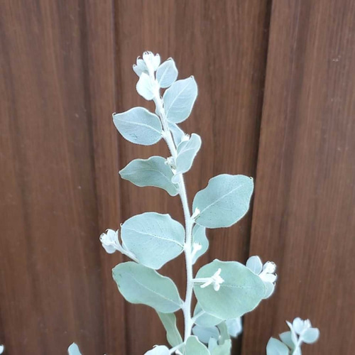 シルバーリーフ可愛い♪パールアカシア 鉢植え 観葉植物 多肉植物