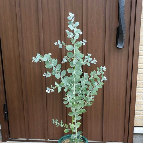 シルバーリーフ可愛い♪パールアカシア 鉢植え 観葉植物 多肉植物