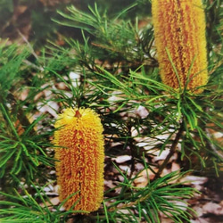 ヘアピンバンクシア　観葉植物　ネイティブフラワー　　ワイルドフラワー 6枚目の画像