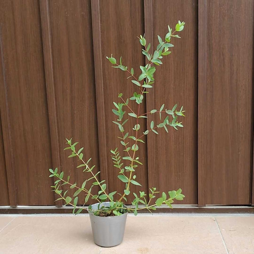 ユーカリ パルブラ ポット苗 観葉植物 アートフラワー fleurir