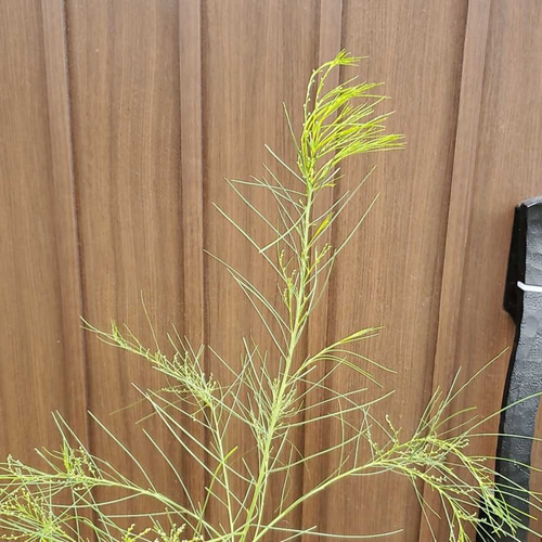 四季咲き♪ アカシアオールリーフワトル ポット鉢植え 観葉植物