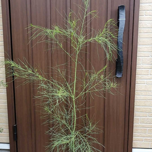 四季咲き♪ アカシアオールリーフワトル ポット鉢植え 観葉植物