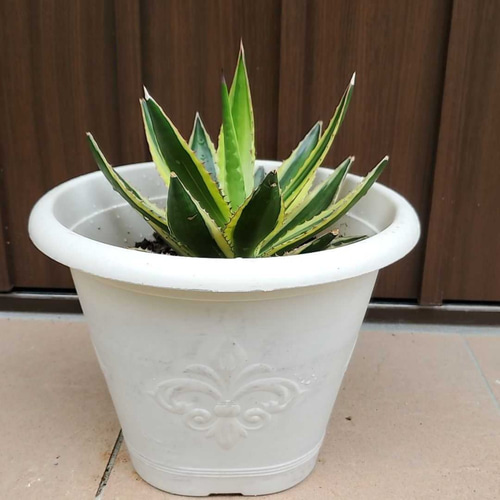 サボテン　アガベ鉢植えです。 サボテン & アガベ、いろいろ入荷しました！ サボテンは一撃でサマに