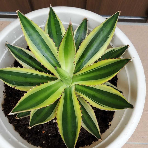 サボテン　アガベ鉢植えです。 サボテン & アガベ、いろいろ入荷しました！ サボテンは一撃でサマに