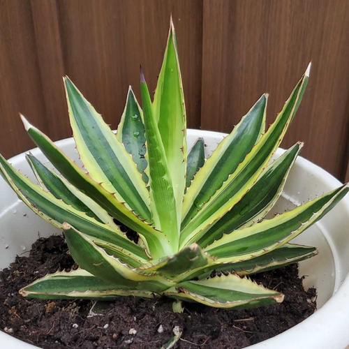 サボテン　アガベ鉢植えです。 ワールドガーデン #観葉植物専門店 #ガーデン #庭のある暮らし